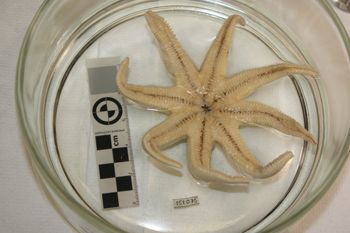 Media type: image;   Invertebrate Zoology 151075 Description: Preserved specimen.;